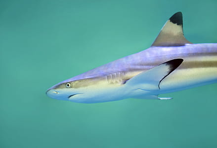 close up photography of shark thumbnail