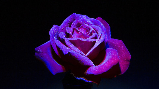 shallow focus photography of purple rose thumbnail