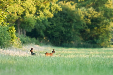 two brown deer standing on grass field thumbnail