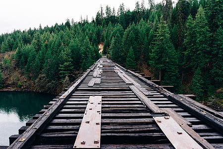 forest, bridge, trees thumbnail