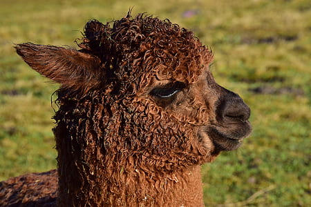 close-up photo of brown llama thumbnail