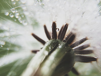 macro photography of white petaled flower thumbnail