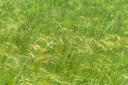 green grass thumbnail