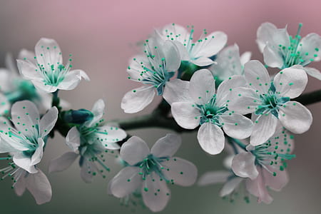 nature, flowers, petals, blossoms thumbnail