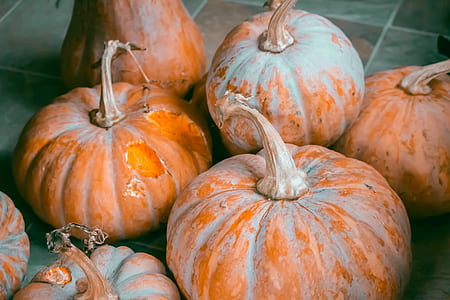 seven pumpkins thumbnail