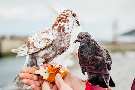 brown and black pigeons thumbnail
