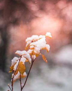 snowflakes in leaf photo thumbnail