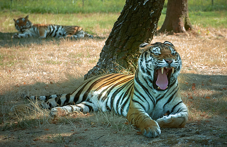 tiger beside tree thumbnail