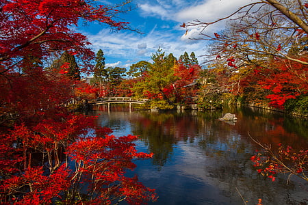 photography of body of water near red leaf tree thumbnail