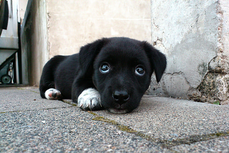 black Labrador retriever puppy mix laying down on concrete pavement thumbnail