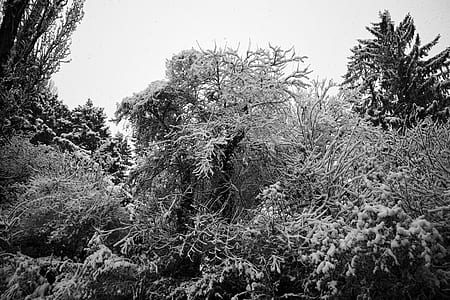 Greyscale Photography of Trees thumbnail