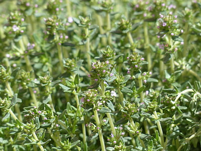 green leafed plants thumbnail