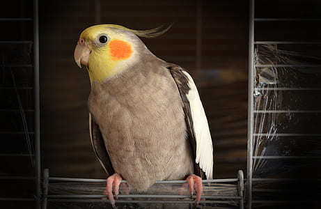 grey and white cockatiel thumbnail