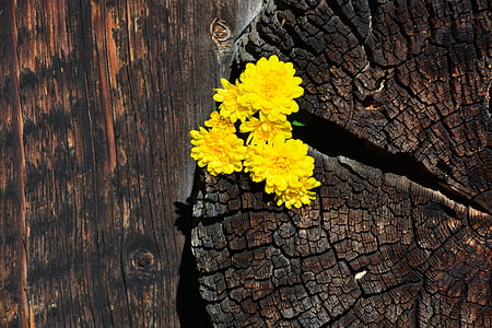 yellow flowers thumbnail