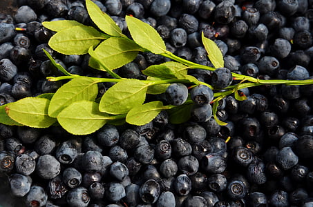 blueberry fruits thumbnail