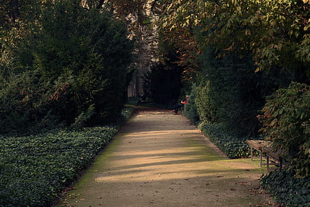 brown concrete pathway in between trees thumbnail