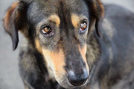 short-coated black and tan dog close-up photo thumbnail