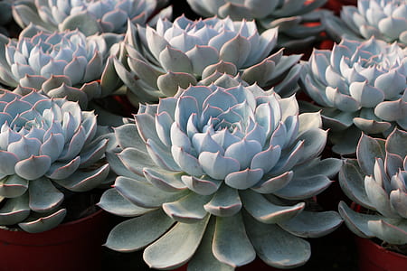 green succulent plant thumbnail