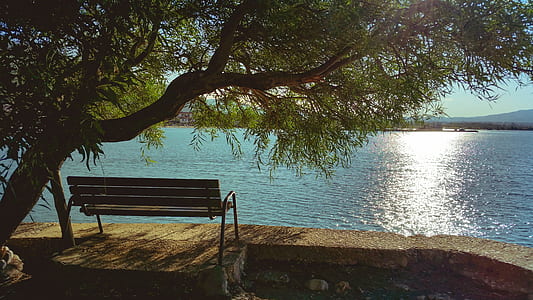 Bench Under Tree during Day Beside Body of Water thumbnail