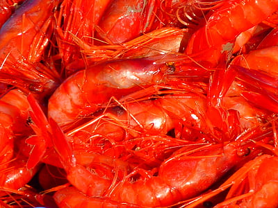 closeup photography of orange shrimps thumbnail