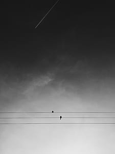 two birds on gray electric wire under gray cloudy sky thumbnail
