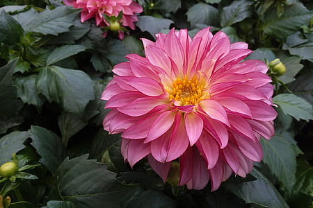Close up of a a pink dahlia flower in full bloom. thumbnail