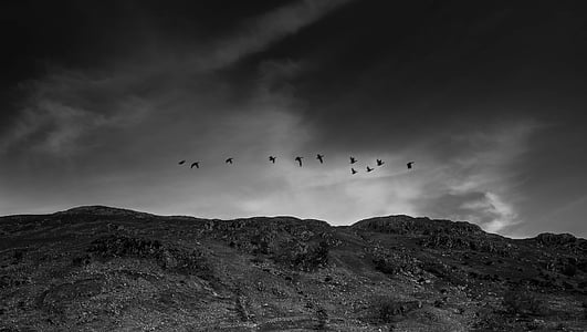 flocks of flying birds below mountain thumbnail