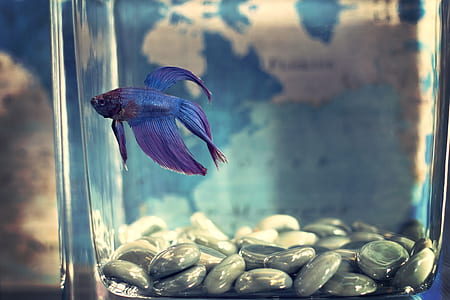 purple fighting fish thumbnail