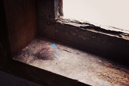 brown feather on brown wooden surface thumbnail