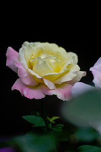 close-up photo of yellow and pink rose in bloom thumbnail
