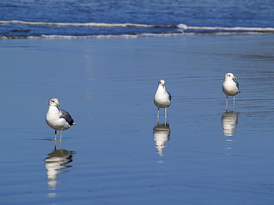 three birds standing on seashore thumbnail