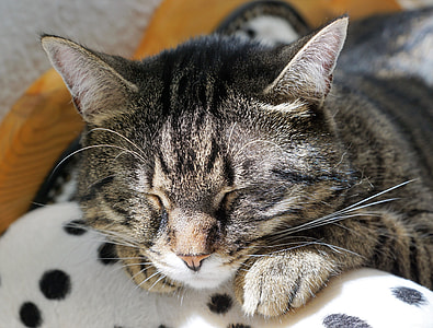 brown Tabby cat thumbnail