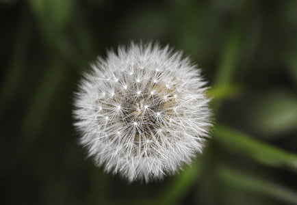 white dandelion flower thumbnail