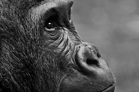 close-up photography of gorilla thumbnail