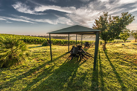 patio table and chairs under green canopy tent thumbnail