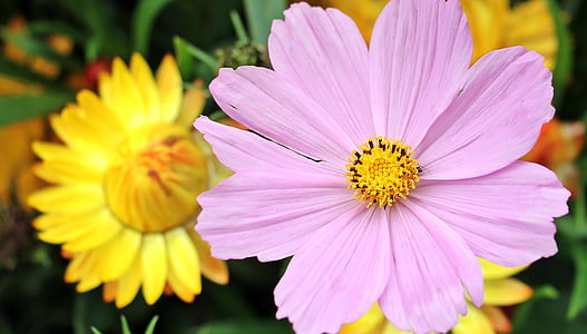 closeup photo of pink cosmos flower thumbnail