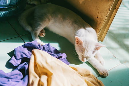 White Cat Near Door and Assorted Textiles thumbnail