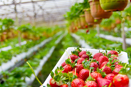 selective focus photography of strawberries thumbnail