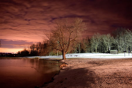 withered tree near body of water thumbnail
