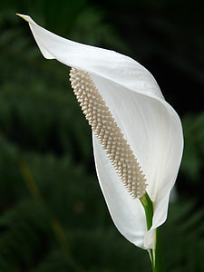 closeup photography of white piece lily thumbnail