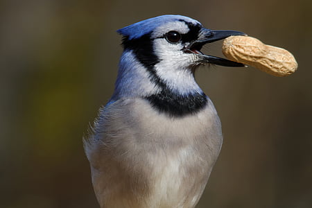 white and bray bird holding a peanut thumbnail