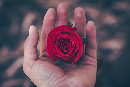 person holding red rose in palm thumbnail
