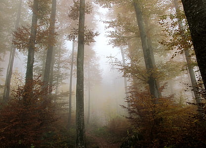 fogged woods thumbnail