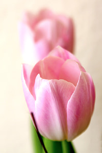 pink tulips thumbnail