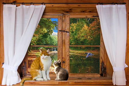 two cats beside window thumbnail