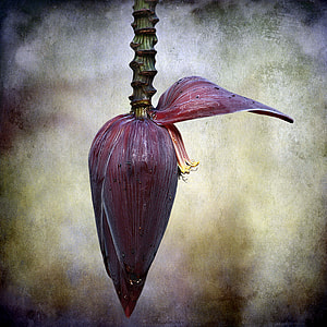 photography of Banana Blossom thumbnail