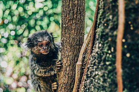 monkey on tree thumbnail