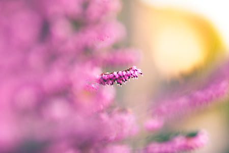 pink cluster flowers selective-focus photography thumbnail