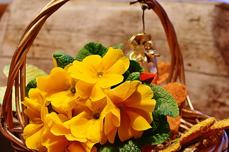 yellow primrose flowers in basket thumbnail