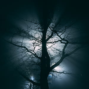 silhouette photo of bare tree thumbnail